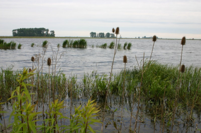 Bewolkt en winderig.
Langs de kant van een stukje ondergelopen land, dat teruggegeven is aan de natuur.