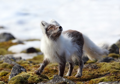 Nieuwsgierig spotte dit vosje naar de Kleine Alkjes die in een zwerm over hem heen cirkelde.
Wij zaten deze fraaie vogeltjes te fotograferen toen ze ineens opvlogen.
Ze hadden duidelijk meer schrik voor dit rappe rovertje.