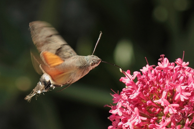 Ineens was ze in de tuin. Snel mijn fototoestel voor de dag gehaald en wat foto's gemaakt. De belichting was een probleem omdat de foto's in een vrij donkere hoek van de tuin moesten worden genomen. Ik had het niet voor het uitkiezen.