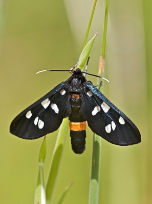 Het weer zat vandaag niet mee, maar toch waren ze aanwezig deze Phegeavlinders. (Niet erg vliegerig)
Vanaf statief met 180mm macro.