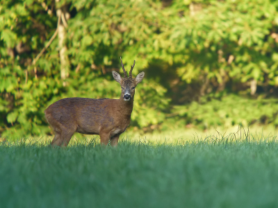 Deze morgen bij aankomst rond 05.00h zoals vorige week de bok al aanwezig in de weide.  Het is practisch onmogelijk de weid onopgemerkt te bereiken dus ook nu verdween hij in het bos.   Opnieuw gecamoufleerd post gevat achter de braamstruiken en wachten tot hij of een andere ree zich in de weide begeeft.  Na een goeie 2 uur wachten en slechts 2 reegeiten te hebben zien passeren zonder stoppen hield ik het voor bekeken.  De eerste joggers zullen gaan verschijnen en dan is het zeker gedaan.  Jammer, geen foto deze week maar ook dat hoort bij de natuurbeleving, je krijgt niets op besteling dus als zich de gelegenheid voortdoet moet je er dubbel en dik van profiteren.  Wel nog een foto van vorige week waar je duidelijk de argwanende blik ziet als hij een klik van een fototoestel hoort.  Deze foto is van zo'n 50 meter afstand en bij de minste klik zoekt hij vanwaar dat verdachte geluid vandaan komt.