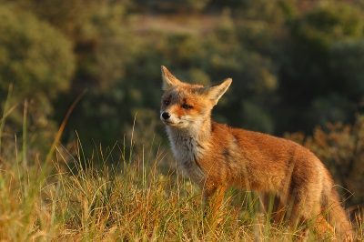 Jonge vosjes jonge vosjes jonge vosjes Jonge vosjes jonge vosjes jonge vosjes Jonge vosjes jonge vosjes jonge vosjes Jonge vosjes jonge vosjes jonge vosjes