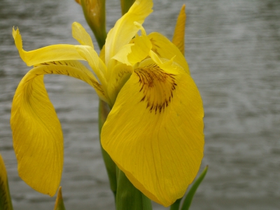 Het was heel irritant om deze bloem op de foto te krijgen. Hij waaide heel snel weg. Dit was de enigste goeie foto