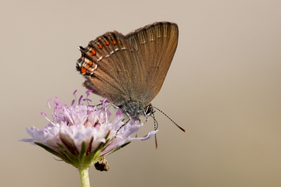 Vandaag enkele vlinders kunnen fotograferen. Met deze was ik wel erg blij. Het was een heel gemakkelijke vlinder. Bleef gewoon heerlijk zitten eten terwijl ik om hem heen probeerde te komen. Nog nooit gezien en dus het boek erbij moeten pakken. Een engelse naam moet ik jullie schuldig blijven want ook het vlindernet wist die niet te produceren.