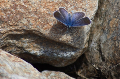 droog en zonnig weer. onderweg naar boven naar de hut zat deze vlinder op mijn pad.