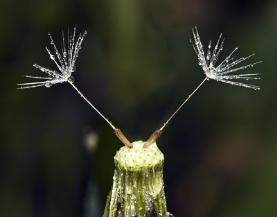 De bijna kale paardenbloem gefotografeerd na een regenbui. De laatste zaadjes stonden mooi tegenover elkaar.
