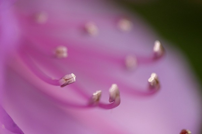 Vandaag mijn nieuwe macrolens ontvangen en direct uitgetest natuurlijk. Aangezien het hier een gecultiveerde plant betreft maar in mijn PA geplaatst.

Canon 10D, Sigma 150/2.8, Tamron 1.4xTC, uit de hand, volledige foto