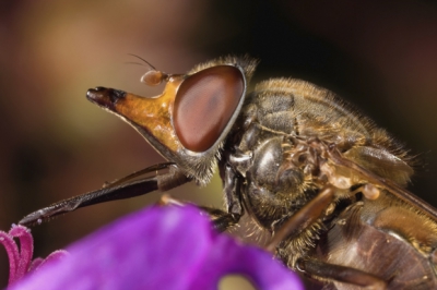 Toen het zonnetje de boel lekker had opgewarmd, kwam de Snuitvlieg met de lange tong snoepen van de pollen van de Ooievaarbek.Moeilijk beestje om te fotograferen met de MP-E65, scherpstellen valt niet mee met dit beweeglijke vliegje.