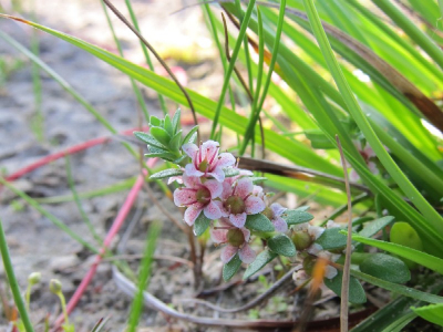 In de vroege ochtend op pad met een gids, in de Muy, een natuurgebied dat tijdens broedtijd gesloten is. Dus was het een bijzondere kans om de uitgestrekte bloemenvelden met orchideen te betreden. Een van oudsher in cultuur gebrachte vlakte tussen de duinen is twee jaar geleden geplagd. Op de bodem, die nog zouthoudend is, groeit nu weer melkkruid.
