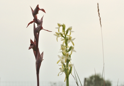 Tussen de Welriekende nachtorchissen deze byzonderheid. Na enige twijfel omtrent determinatie nu maar op de site.