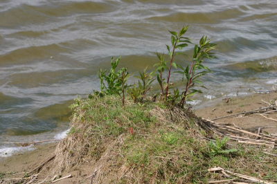 Bewolkt met af en toe zon.
Veel wind.
Langs binnenwater (ondergelopen deel) van het eiland. Op knieen gezeten om foto te maken.