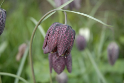 Hallo, dit is mijn eerste foto op Nederpix.
De foto is gewoon gemaakt in mijn tuin.