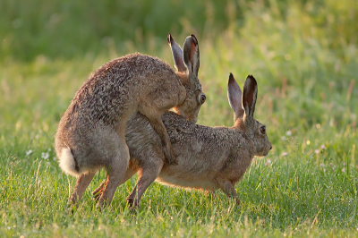 Naar mijn werk neem ik regelmatig de camera mee, de meeste leuke momenten kom je toch onverwacht tegen. Deze haasjes trokken zich niets van me aan en waren er vanochtend wel heel vroeg bij...