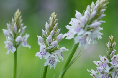 Uiteraard mijn camera op een statief. daarnaast een paraplu erboven/naast tegen de wind en het directe zonlicht.