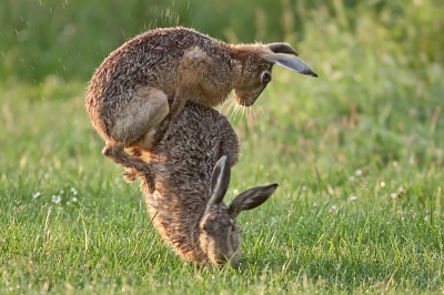 Na een paar seconden kreeg mevrouw er al genoeg van en ging er vandoor.