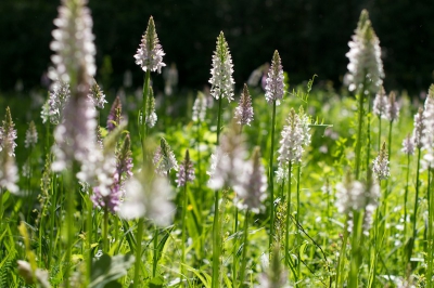 Wat kan er mis gaan bij dit tafereel. Prachtig tegenlicht op een veld vol met Bosorchissen. Jammer dat de achtergrond erg donker is maar het veldje was omsloten door bos.