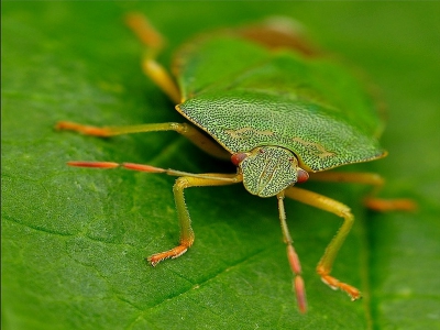 zat mooi op een blaadje kon er prima bij
vanaf statief