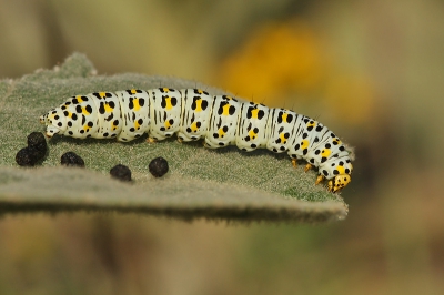 Een onverwachte ontmoeting met deze mooi rups. Het is slechts de 2de waarneming van Belgisch Limburg. Mooi was te zien hoe hij zijn uitwerpselen (met een beweging van het achterste deel) netjes aan de kant 'neerzette'.