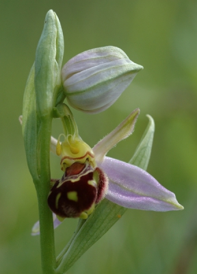 Foto is gemaakt in de maand juni, de bloeimaand van deze prachtige orchidee.
Met een macro-objectief bij zacht zonlicht!