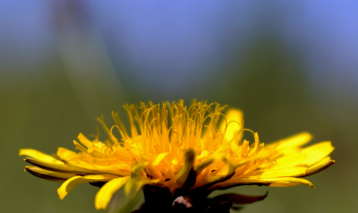 Geschoten met zonnig weer, lekker laag bij de grond met een 300mm tele zoom lens.