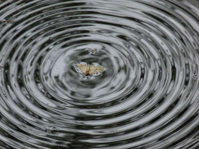tijdens de worksop ontdekte de workshopleider dit vlindertje in nood.