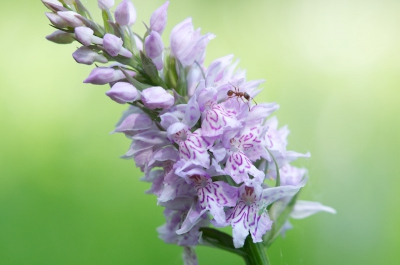 Met de hoekzoeker op het statief wachten tot de mier een beetje aardig langkwam. Ik weet het. het is geen blauwtje of zoiets. Maar toch.