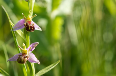 Zonnige dag met aardig wat wind maar gelikkig tegen de dijk zo nu en dan windstilte. Net genoeg tijd voor een foto.
