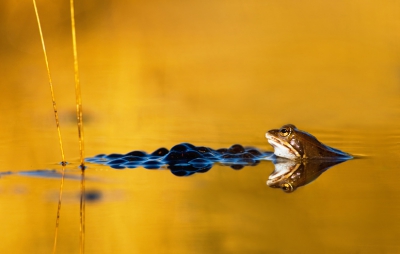 Ze zijn wat schuw als je zelf onrustig bent,  ik zoek dan mijn plekje uit waar de reflectie van het riet mooi is, lichtval goed, er niet veel begroeiing is en wel heikkikkers natuurlijk en heb me zo een aantal middagen prima vermaakt. De padden wilden met mijn statief jonge Gitzootjes maken, baby waadpaakjes waren ook al in de maak, kortom, nature at it's best.