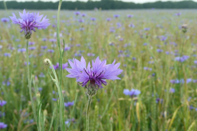 Prachtig veld met korenbloemen; helaas alleen mijn compactcamera bij me; maar de plek was magisch!