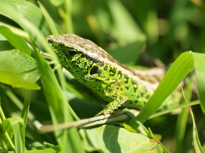 Tijdens workshop in Amsterdams waterleiding gebied.
