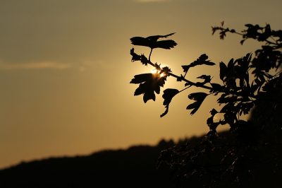 Aan het begin van de avond, tegen de zon in om een mooi lichteffect te krijgen.