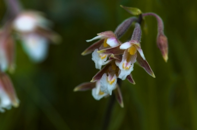 Windstille bewolkte dag. Met het statief in het natte gras gezocht naat bloemen die "los" staan van hun omgeving wat best lastig is zo dicht bij de grond.
