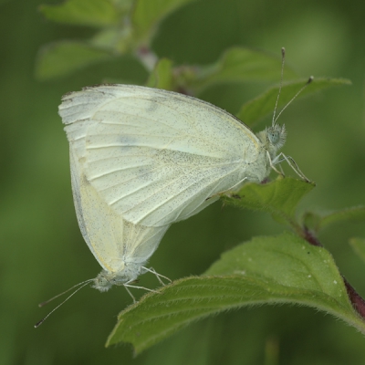 Op een zomerse dag in de ochtend uit de hand gefotografeerd met een macro objectief