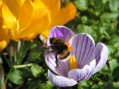 Al vroeg in het jaar op een mooie maartse dag op zoek naar nectar.