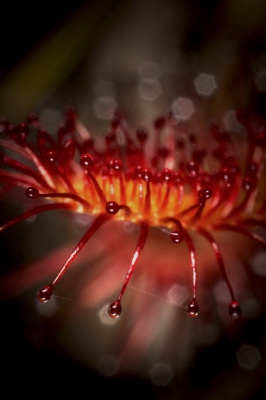 Er was fel zonlicht, maar bij deze lens is dat niet zo belangrijk, omdat er toch altijd geflitst moet worden.
Het was warm en veel insecten werden slachtoffer van het gif van de Zonnedauw.