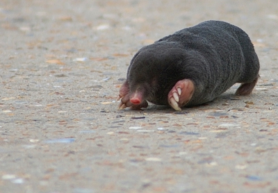 was aan 't posten voor bruine kiek toen ik iets zag ritselen aan de graskant, mijn eerste levende mol !!!
terwijl ie de weg overliep nam ik een paar foto's en genoot verder van z'n stuntelige manoeuvers op het beton.....denk dat ie blij was om weer aarde onder z'n pootjes te voelen (en ik ook...)