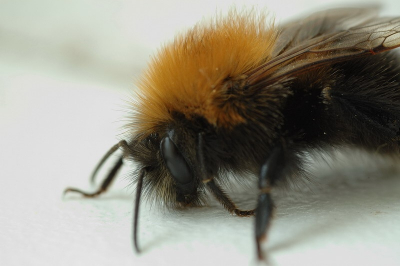 Deze akkerhommel was aan het uitrusten op onze vensterbank. Het ideale tijdstip om de tussenringen van Soligor te voorschijn te halen in combinatie van mijn nieuwe statief. 
Ik heb een hele reeks foto's gemaakt. Deze was wel een van de meer extreme close-ups.

F45/3s, ISO 200
Gemaakt met Nikon D70s, Tamron 90mm 2.8Di, Soligor tussenringen (12+20+36), statief

Indien je meer wilt zien, kun je naar mijn site gaan op www.aviansoftware.nl/vinkfoto