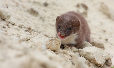 Terwijl ik foto's aan het maken was stak deze Wezel onbeschoft zijn tong naar mij uit... of zou hij iets lekkers in mijn lens gezien hebben :D  In ieder geval was het erg leuk om een tijdje naar dit leuke diertje te kijken en ik hoop dat ik hem nog eens een keer zie.

Wordt vervolgd...