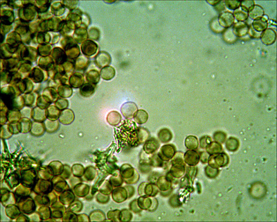 Bresser microscoopfoto. De sporen zijn 6-8 (9) micrometer groot. Ik dacht eerst een asco'tje gevonden te hebben, mar thuis bij het maken van de microfoto kwam ik er direct achter dat het een myxo'tje was.