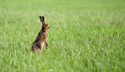 Ik zag deze haas gewoon zitten in het hoge gras toen ik aan autorijden was. Snel gestopt. Gelukkig drukte de haas zich in het hoge gras en kon ik snel naderbij komen en achter een boom gaan zitten. De haas richt zich op en klik.