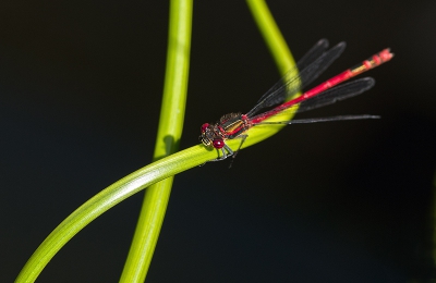 Deze juffer hing al een tijdje rond de vijver totdat hij eindelijk op een mooi takje ging zitten. Uit de hand geschoten met sigma 180mm macro.