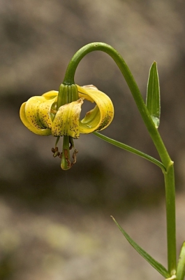 Deze ook voor de Pyreneen vrij zeldzame plant, vonden in een slootkant. Soms vind je planten op plaatsen waar je ze helmaal niet verwacht en dat geldt zeker ook voor de orchideen.
De opname gemaakt vanaf een npoot met 100mm macro.