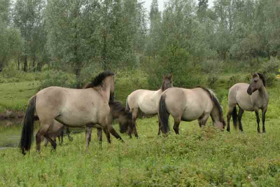 Foto van Konikspaarden gemaakt tijdens regenachtige workshop met Sjon Heijenga.