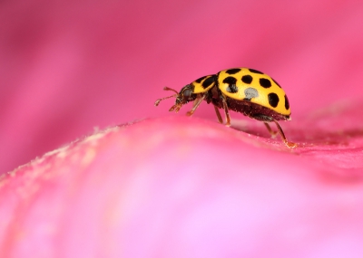 Rond ons vakantiehuisje stonden heel veel bloeiende wilde rozen. Hier waren veel insekten te vinden waarbij sommige kleuren een mooi contrast vormden.