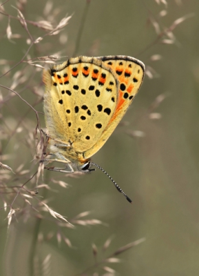 Het was een winderige , bewolkte dag, met in de middag ook nog regenval.
Toch een lekker dagje kunnen fotograferen, met als resultaat deze Bruine vuurvlinder en een Heivlinder.