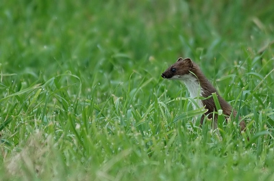 eentje uit de oude doos, moet hier op NP m'n portfolio nog aanvullen....
kwam mijn richting uitgelopen, zolang mogelijk gewacht met fotograferen want ik wist dat als ie eenmaal de camera hoorde het uit was met de pret, toch nog 4 shots kunnen maken waarvan dit m.i. de leukste was...