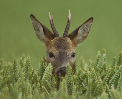 De Ree stond in een graanveld en zijn kopje kwam er net bovenuit.
Waande hij zich daarom misschien veilig?

Groet Andre