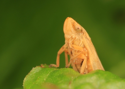Dit schuwe springerige beestje landde vlak naast me een bleef lang genoeg zitten voor een mooi plaatje.
Wat een mooi beestje!