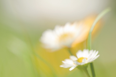 Tijdens een macro workshop, waarbij iedereen vol bezinning aan de slag was gegaan, heb ik zelf ook enkele foto's gemaakt.