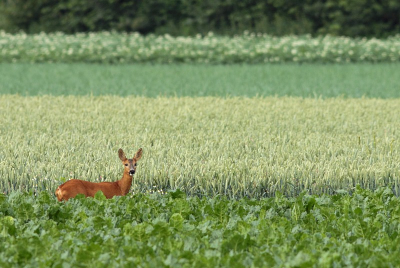 Roe Deer Roe Deer Roe Deer Roe Deer Roe Deer Roe Deer Roe Deer Roe Deer Roe Deer Roe Deer Roe Deer Roe Deer